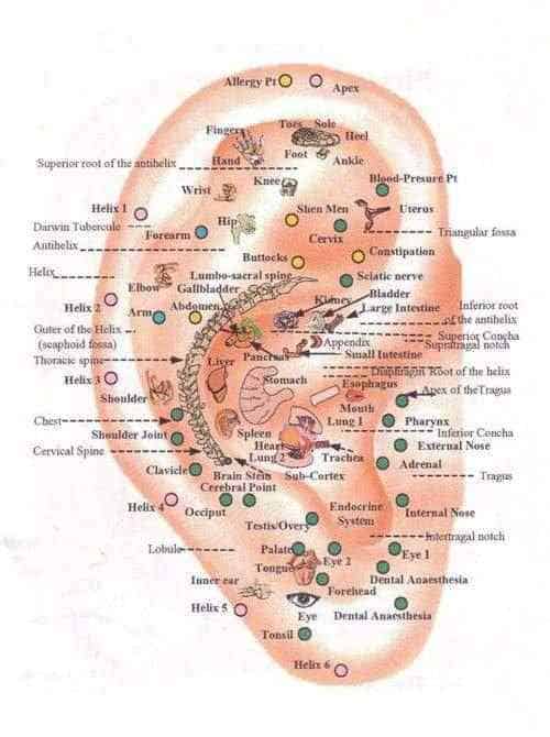 Ear Map in Auriculotherapy and Auricular Acupucture