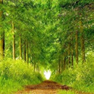 Life Path Alignment