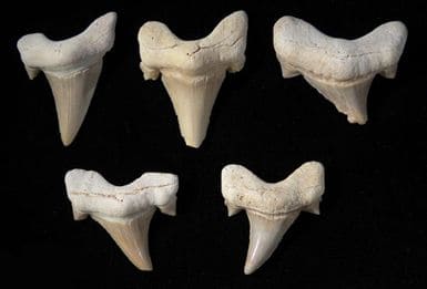 Sharks teeth the oldest of amulets are ones which were made from Baltic Amber